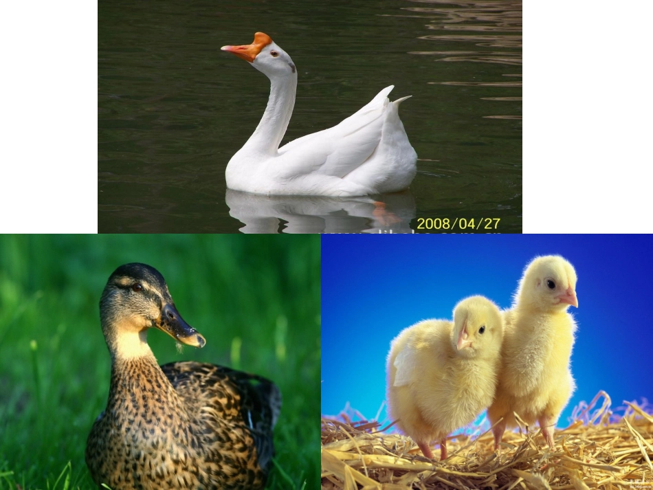 扁扁嘴和尖尖嘴_第1页