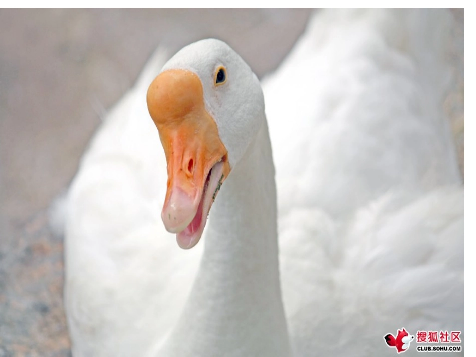 扁扁嘴和尖尖嘴_第2页