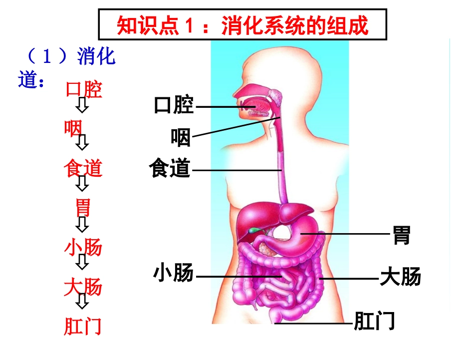 消化和吸收（第一课时）_第3页