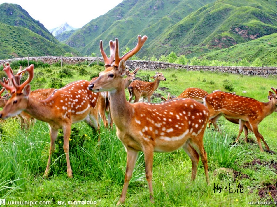 (中小学精品）九色鹿（新修改）_第2页
