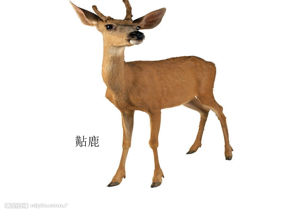 (中小学精品）九色鹿（新修改）_第3页