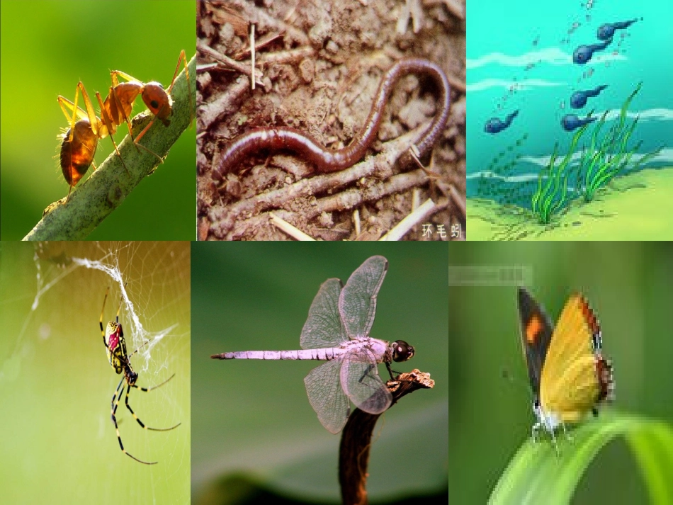 人教版一年级下册识字四_第3页