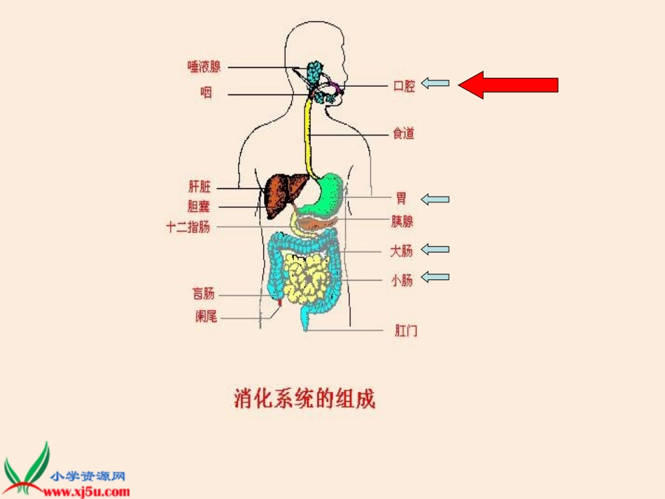 食物的消化与吸收_第2页