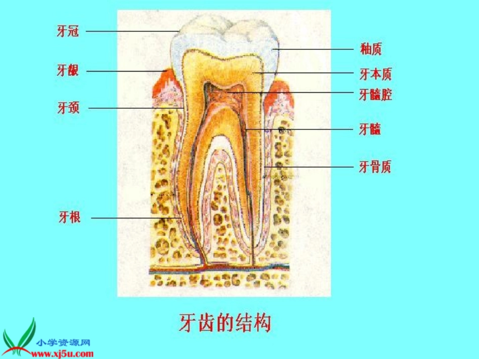 食物的消化与吸收_第3页