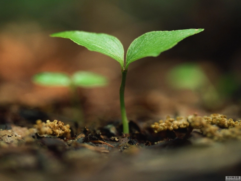 三年级语文下册春的颂歌课件鄂教版_第2页