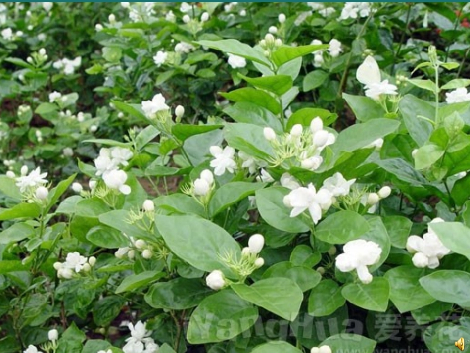 《爱如茉莉》课件_第2页