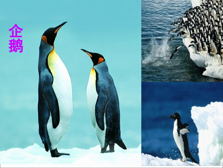 (中小学精品）两极地区复习课件正稿_第3页