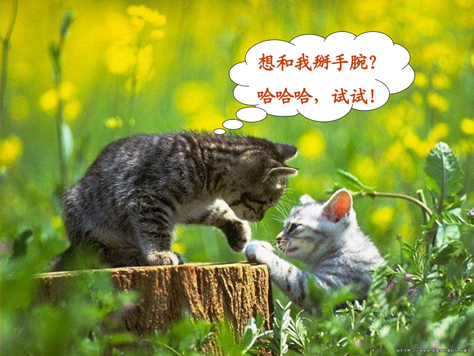 动物游戏之谜_第2页