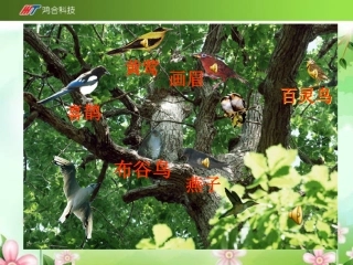 苏教版四年级下册《鸟语》课件-