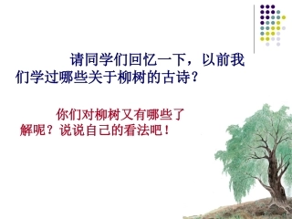 （苏教版）六年级语文上册课件青海高原一株柳