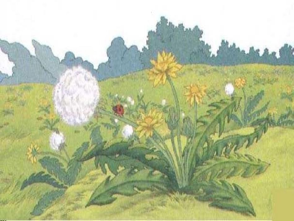 小学三年级语文《金色的草地》课件_第2页