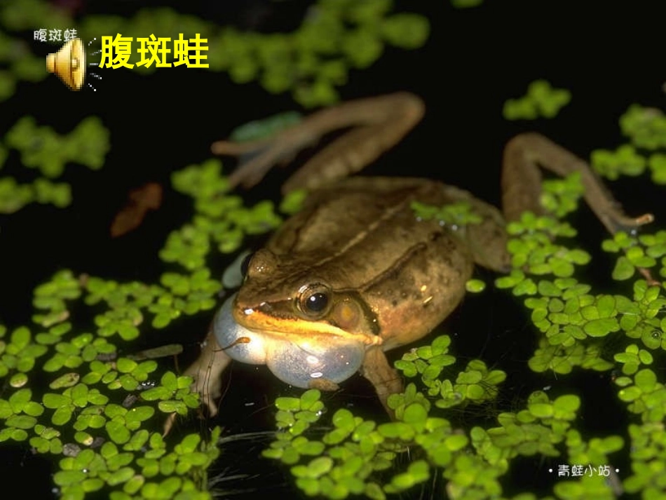 森林的歌声正式课件_第2页