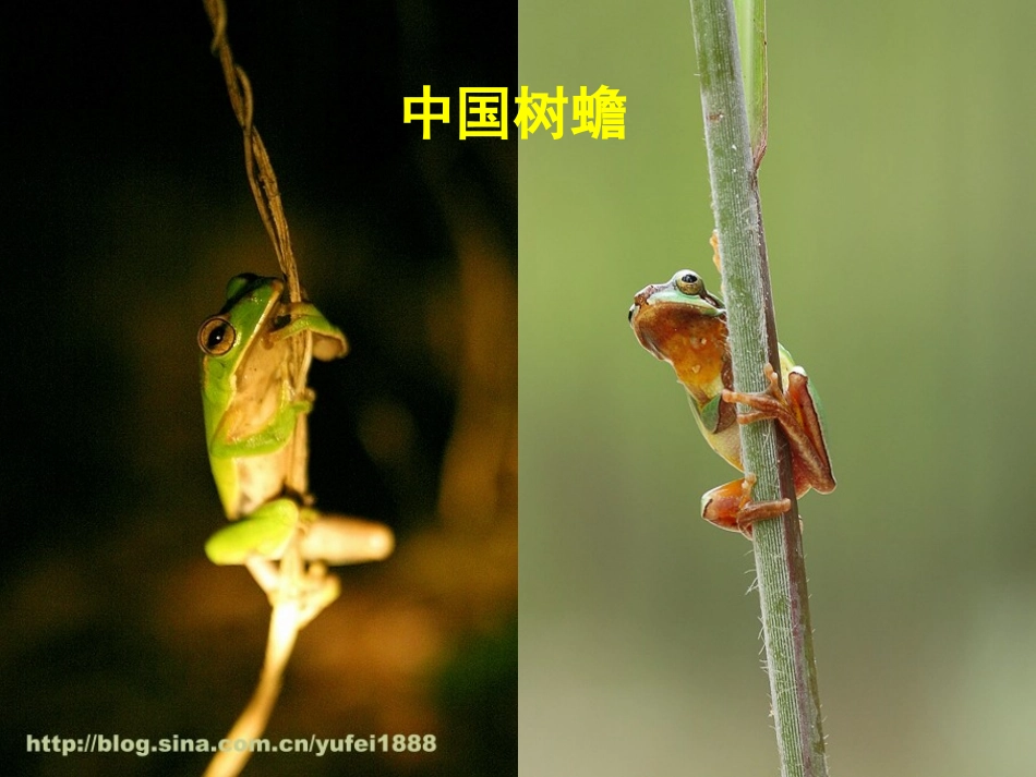 森林的歌声正式课件_第3页