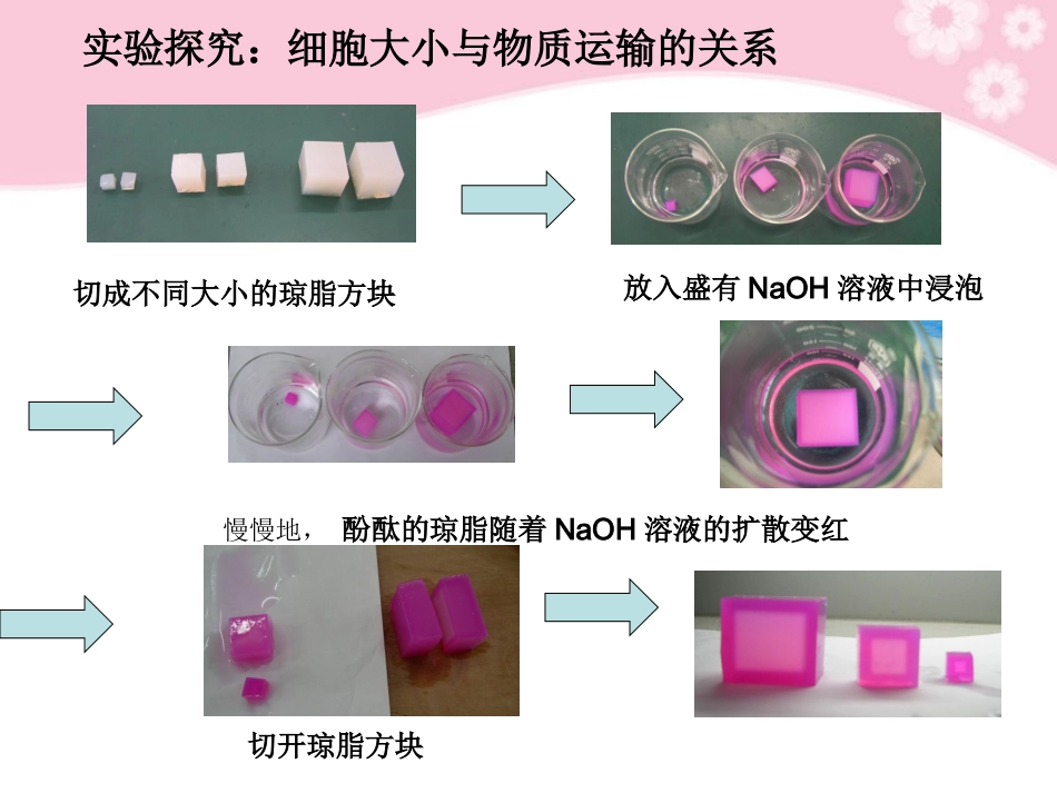 第六章第一节细胞增殖_第3页
