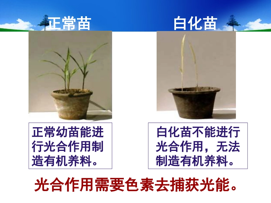 光合作用第二课时_第2页