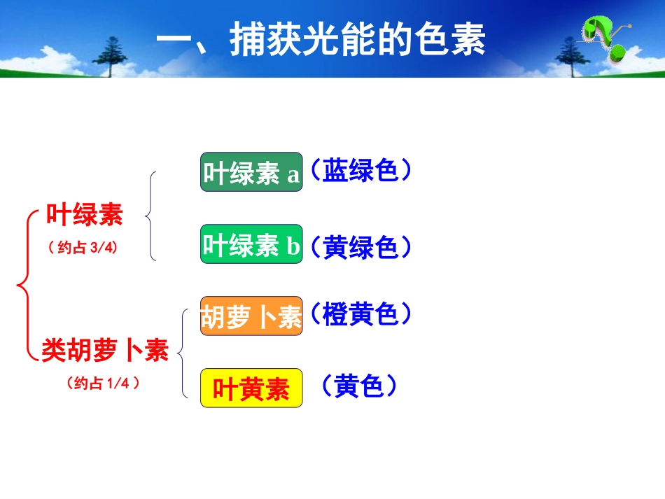 光合作用第二课时_第3页