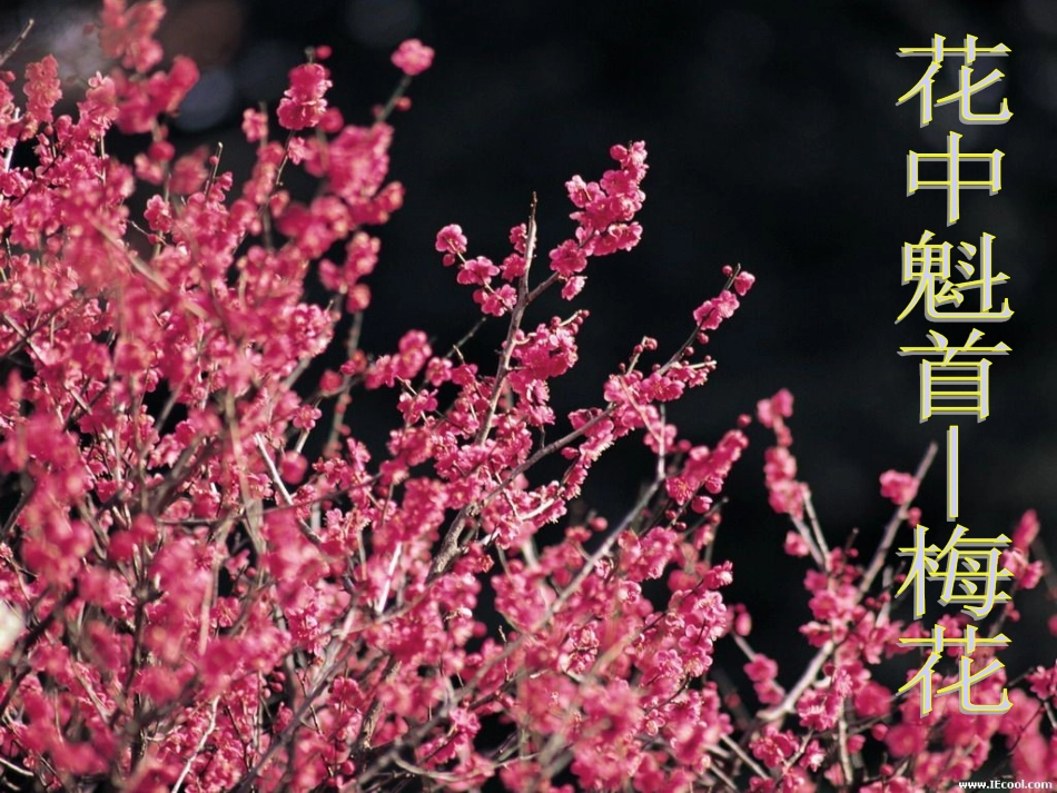 植物开花和结果_第1页