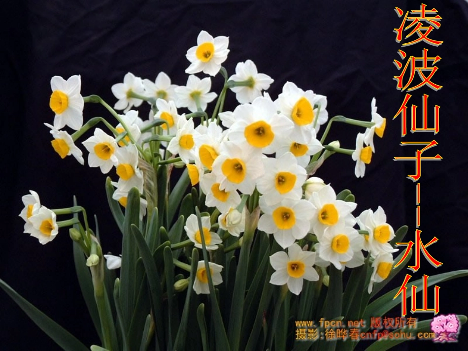 植物开花和结果_第2页