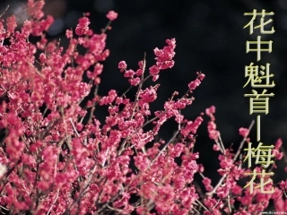 植物开花和结果