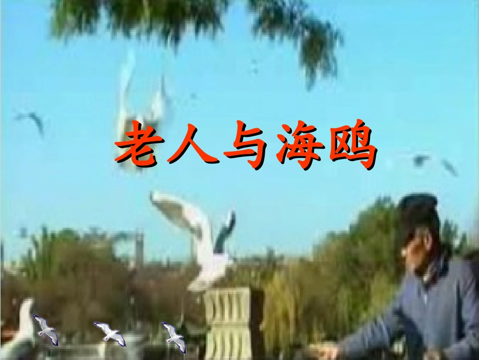 老人与海鸥（毕然）_第1页