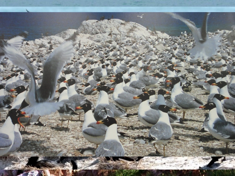 苏教版二年级下《鸟岛》_第2页