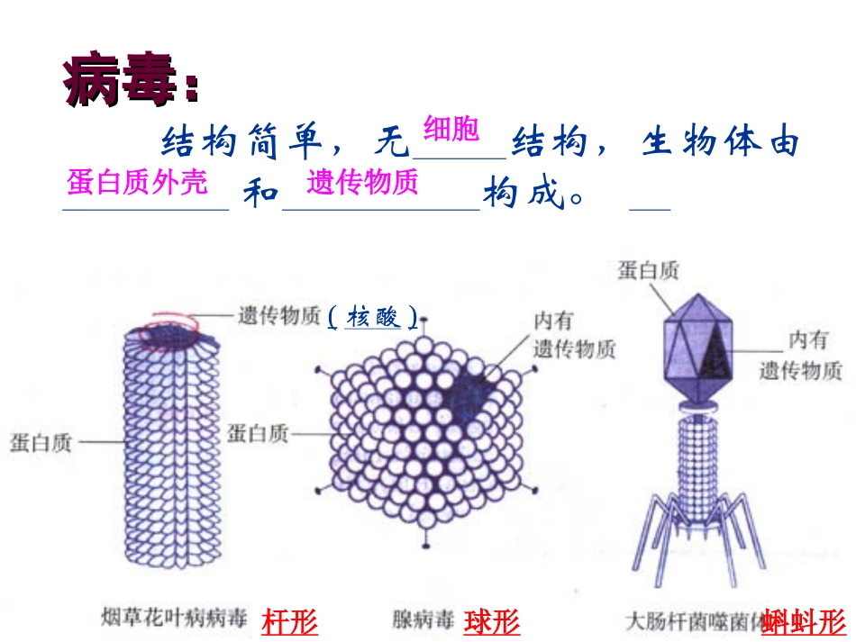 (中小学精品）微生物复习_第3页