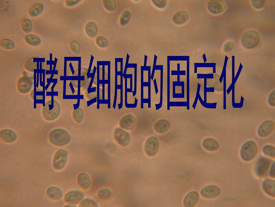 酵母细胞的固定化_第2页