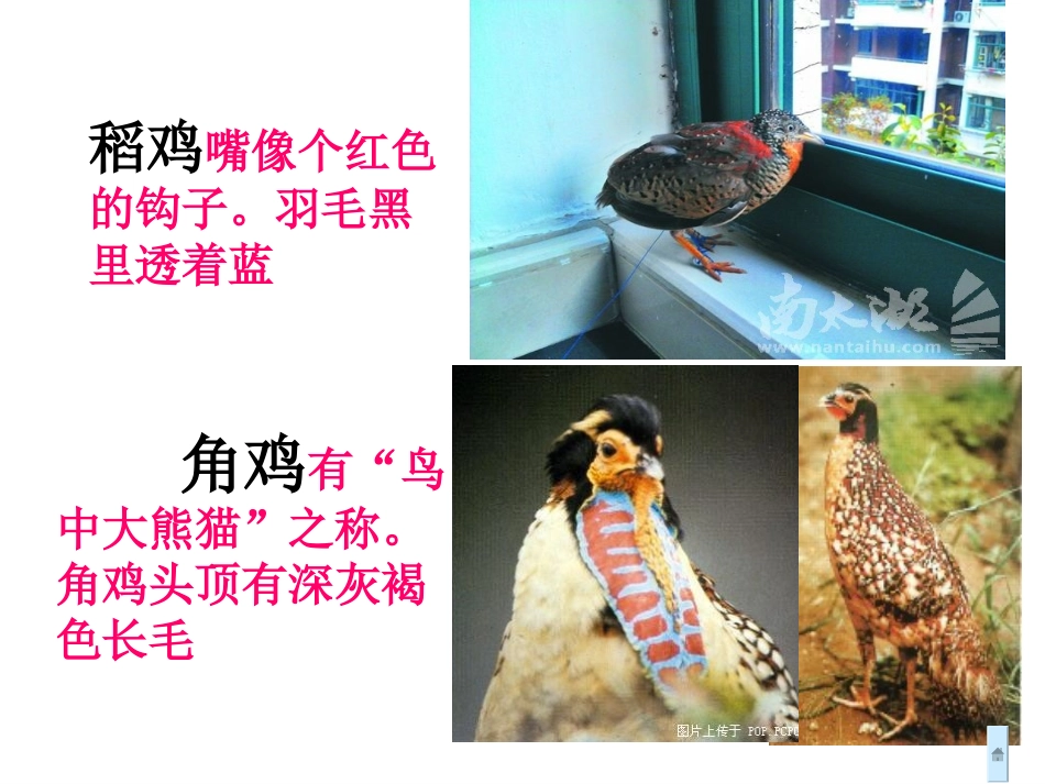 少年闰土讲义_第3页