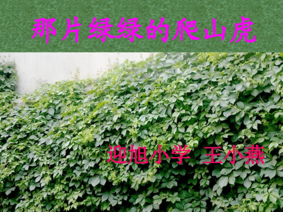 ok王小燕那片绿绿的爬山虎_第2页