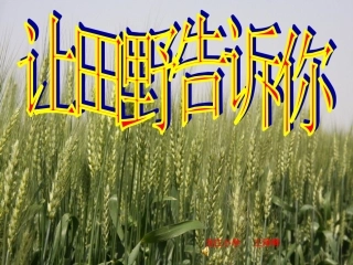 让田野告诉你
