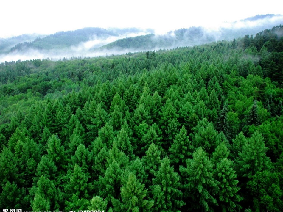 美丽的小兴安岭(第一课时)_第3页