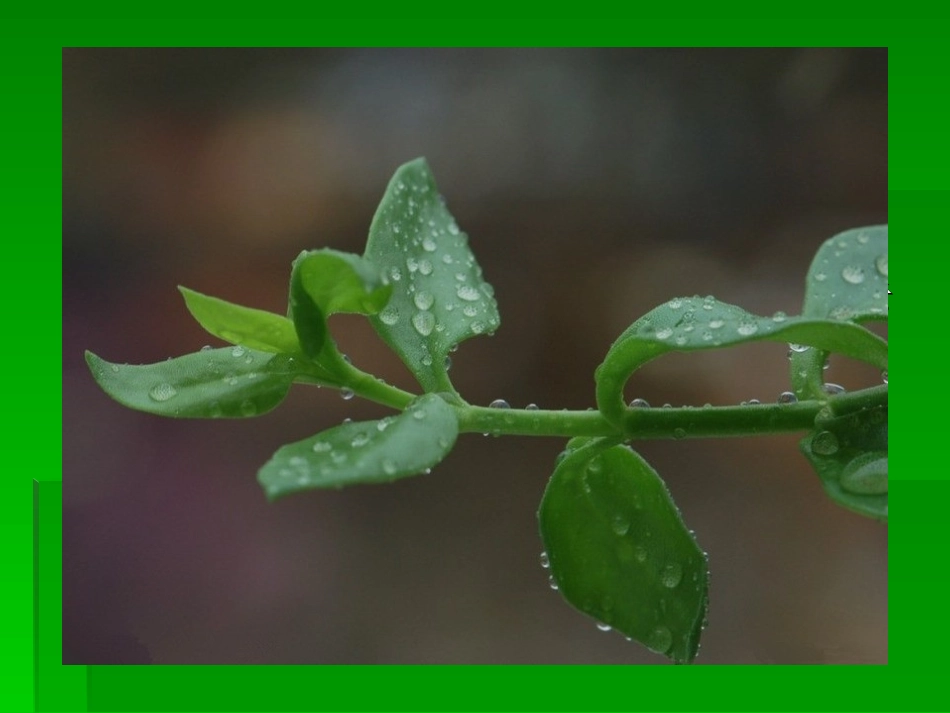 第十一课秋天的雨_第3页