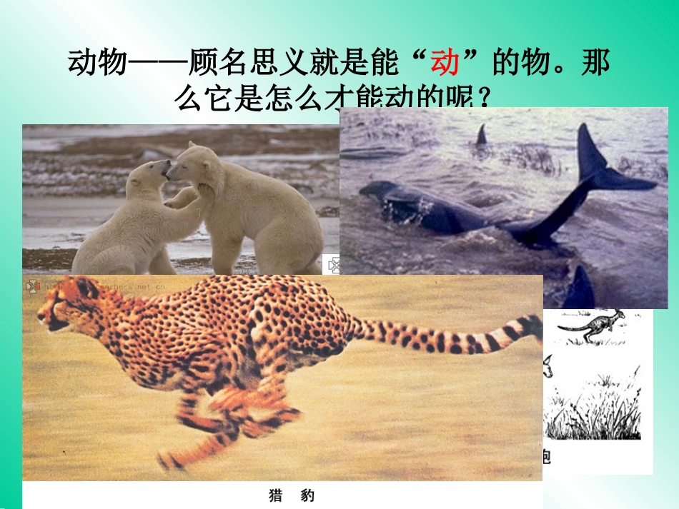 （中小学精品）第一节动物的运动_第2页