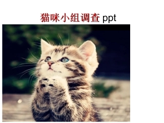 猫咪小组调查