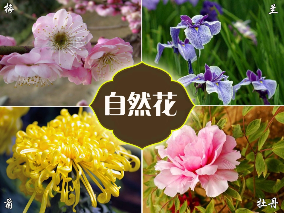 扮靓生活的花卉纹样（课件）_第3页