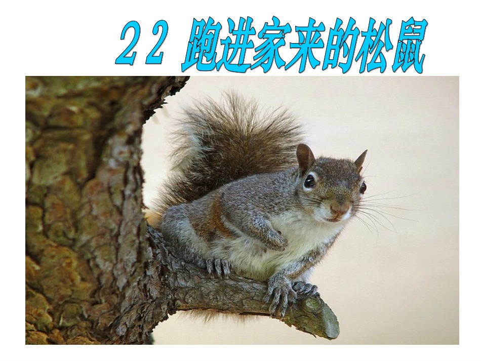 《跑进家来的松鼠》课件_第1页