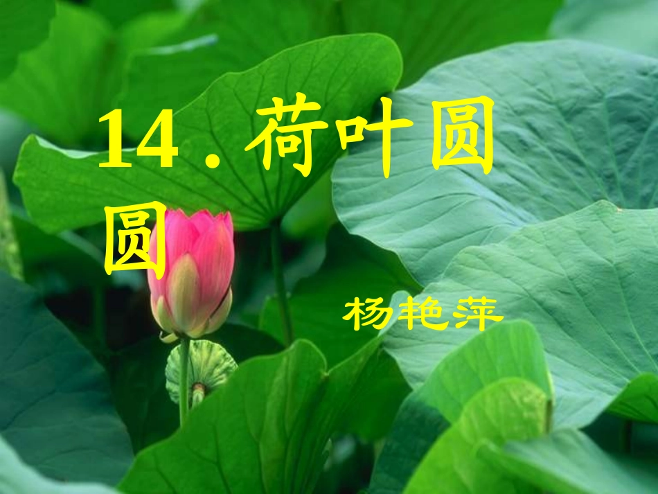 （中小学精品）荷叶圆圆课件_第1页