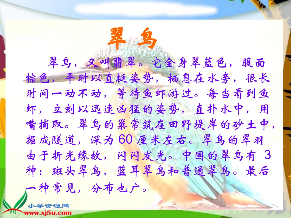 （北师大版）三年级语文上册课件翠鸟_第1页