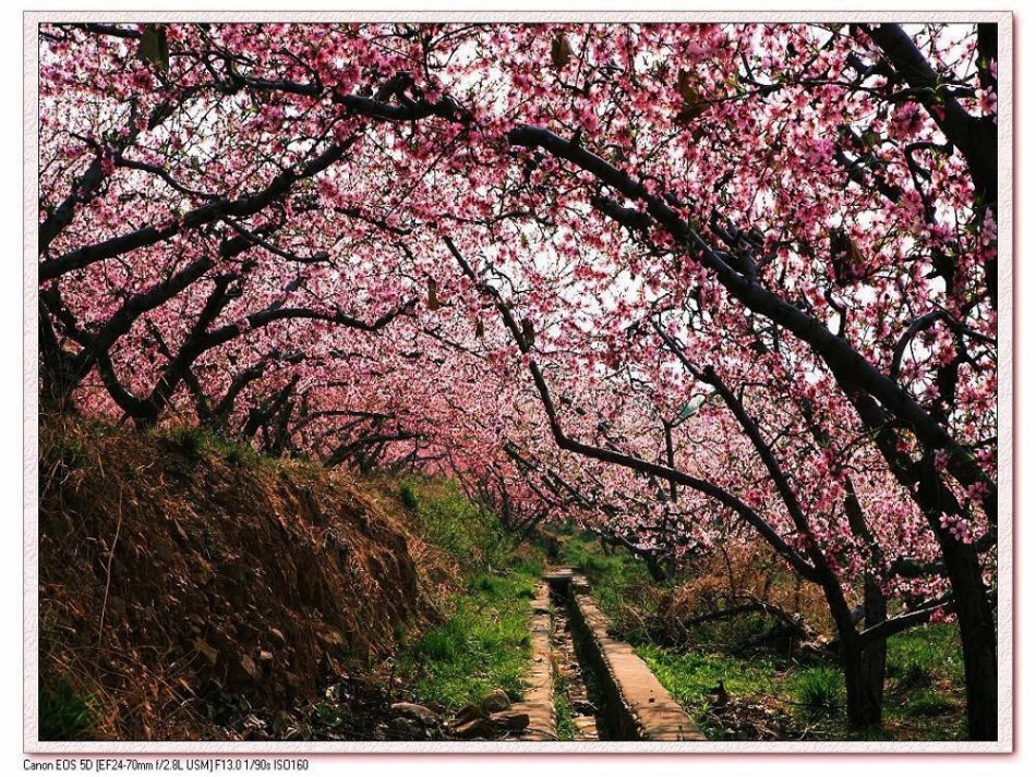 鄂教版三年级语文下册古诗《大林寺桃花》PPT_第2页