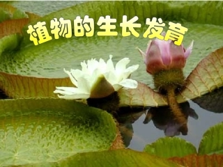 苏科版八上《植物的生长发育》