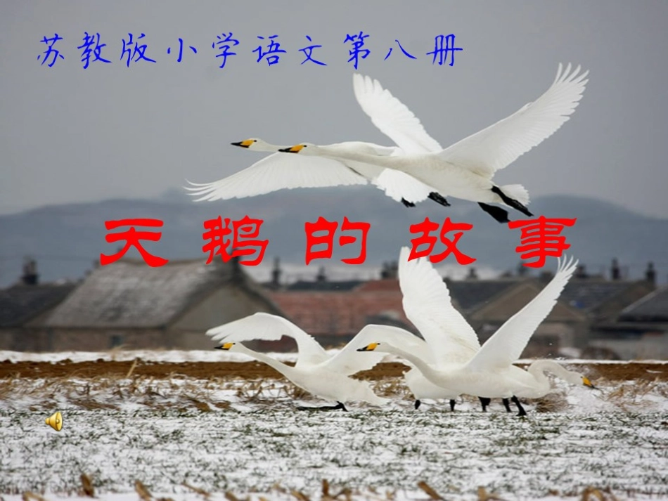 苏教版小学语文第八册《天鹅的故事》第一课时PPT_第1页