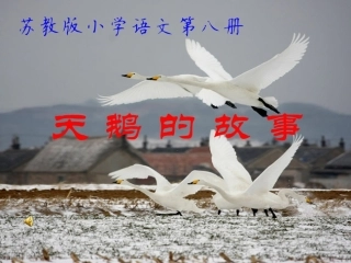 苏教版小学语文第八册《天鹅的故事》第一课时PPT