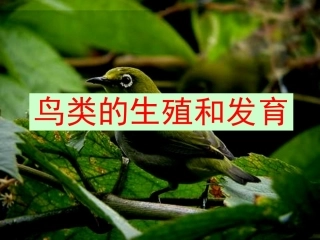 鸟的生殖和发育MicrosoftPowerPoint演示文稿