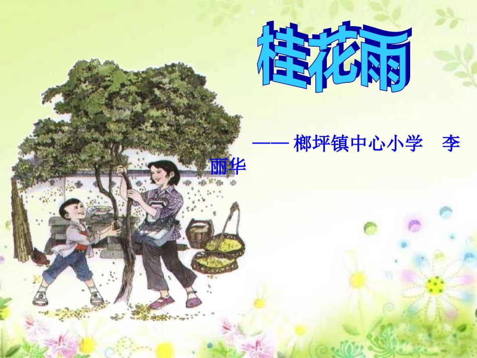 桂花雨公开课_PPT课件_第1页