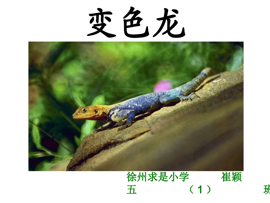 《变色龙》p《变色龙》课件pt课件_第1页