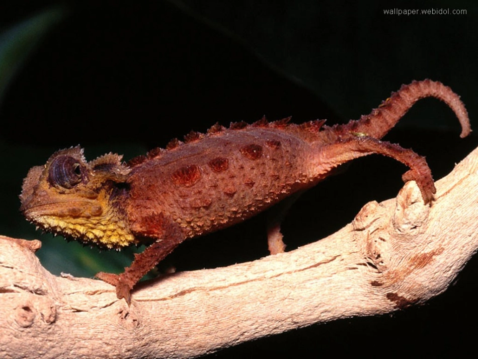 《变色龙》p《变色龙》课件pt课件_第2页