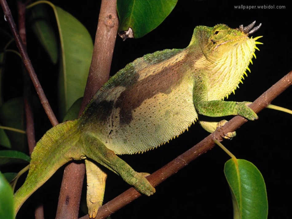 《变色龙》p《变色龙》课件pt课件_第3页