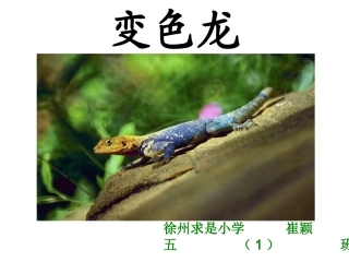 《变色龙》p《变色龙》课件pt课件
