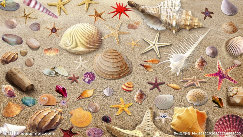 贝壳之歌演示文稿dssas_第3页