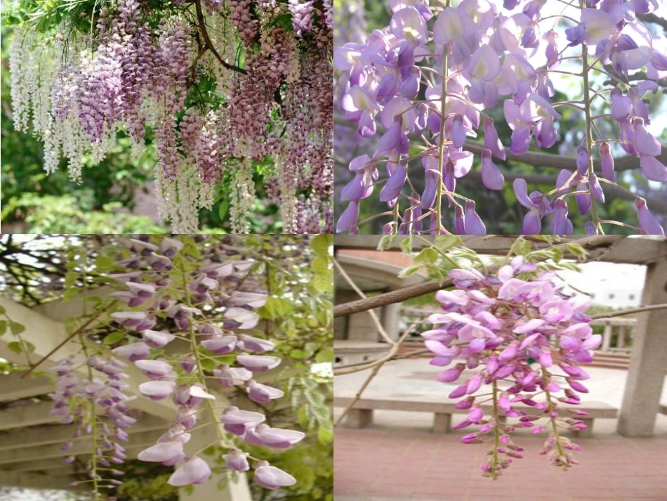 (中小学精品）《紫藤萝瀑布》PPT课件_第3页